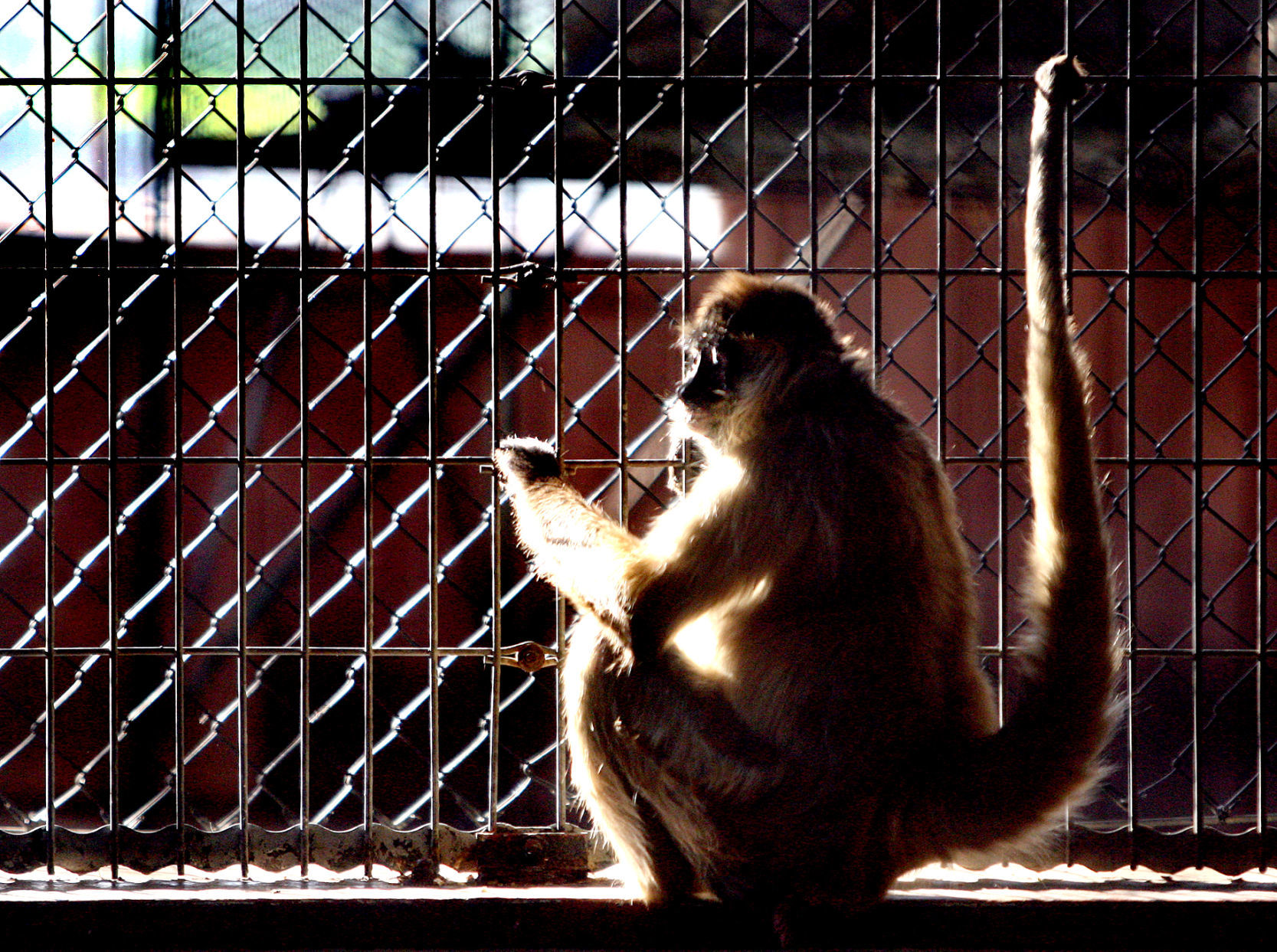 Myrick Park Zoo